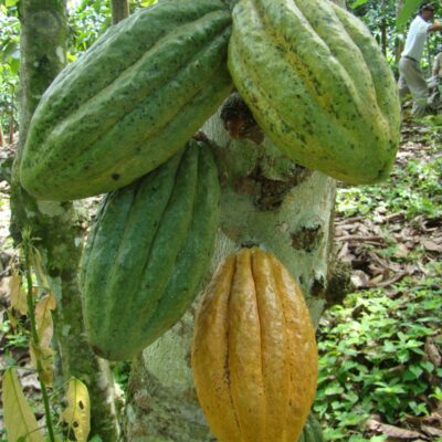 Chocolade proeverij | Vrijdag 8 mei | 18.30 – 20.00 | Alphen a/d Rijn